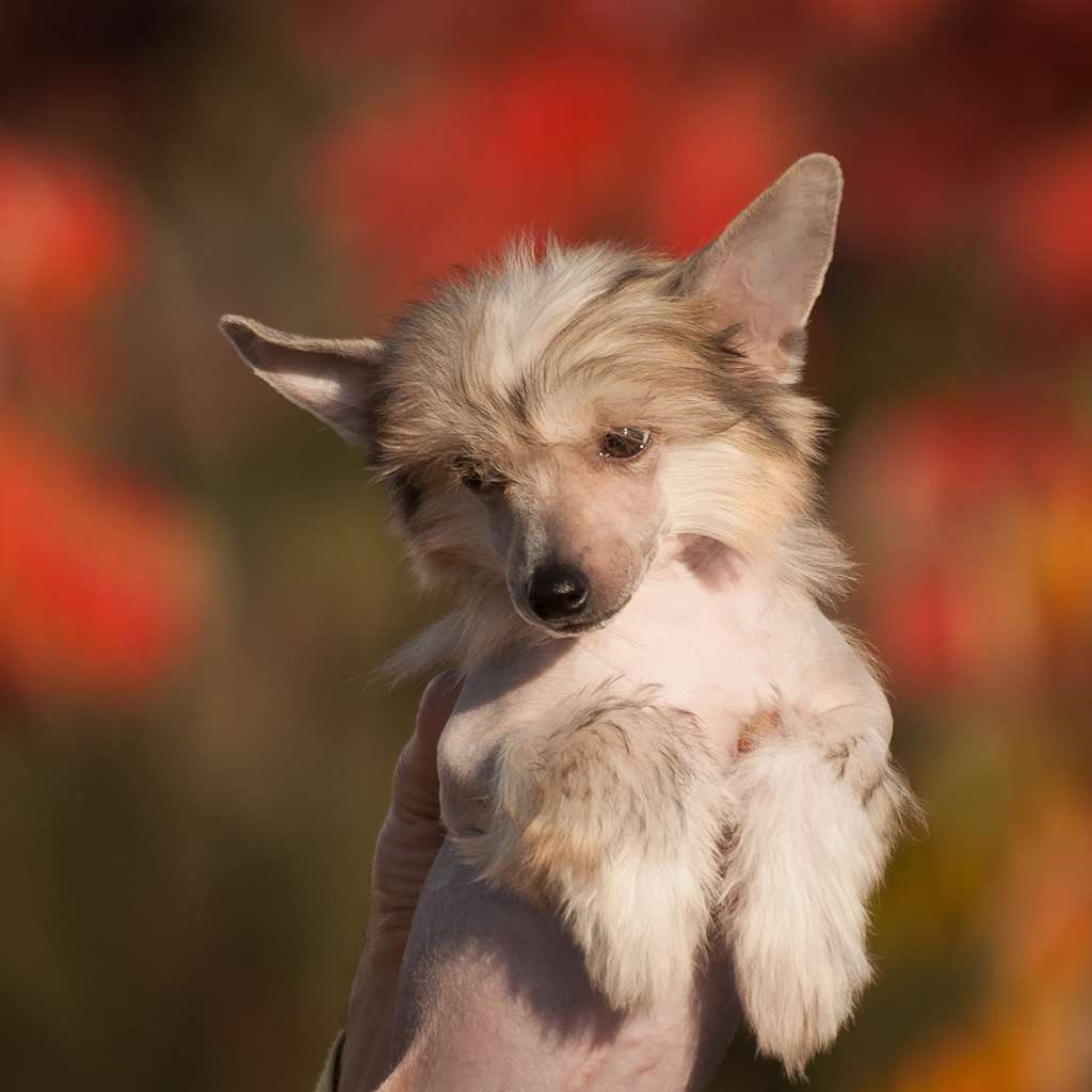 Iden Fausto El Tiola