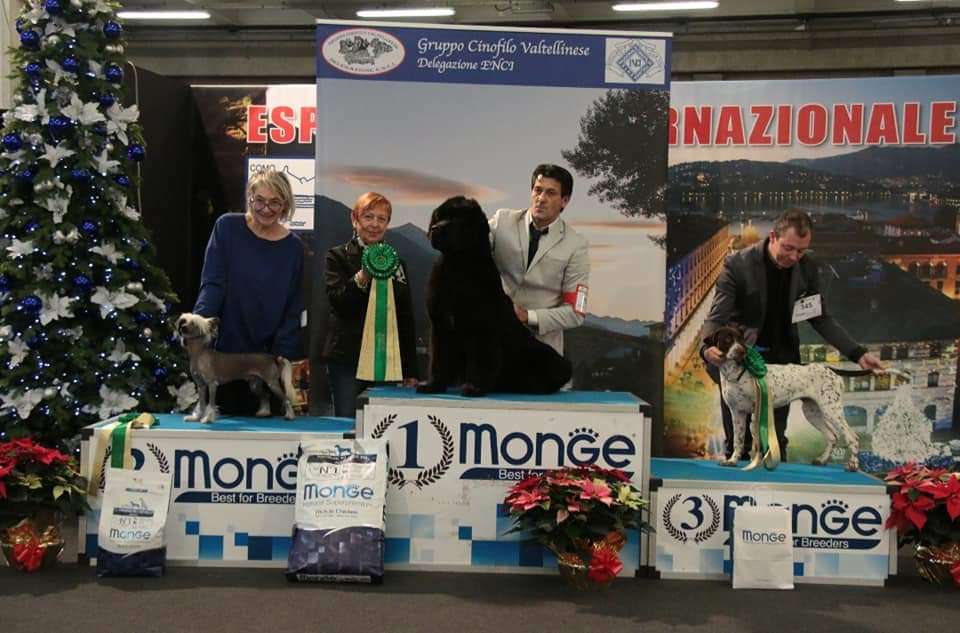 Dakota Rose Painted Masterpiece