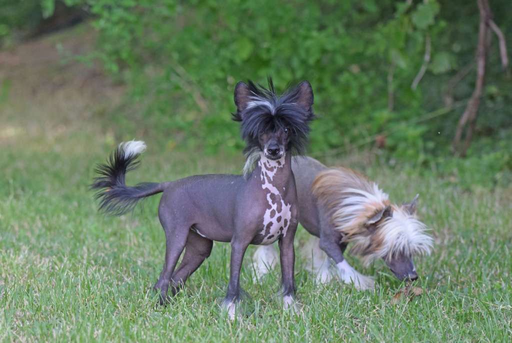 Dakota Rose La Nina Oscura