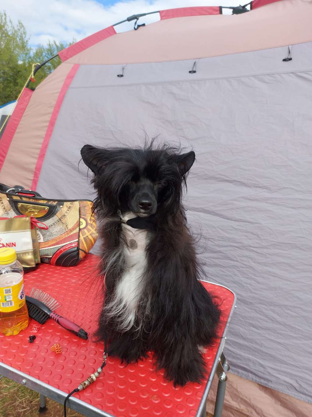 Dakota Rose Somebody To Love