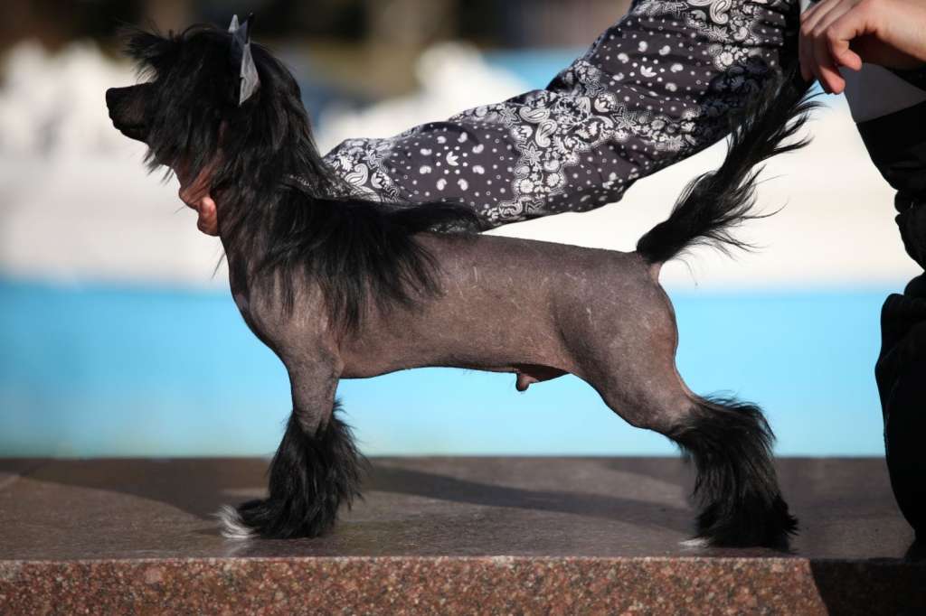 Pride of the night Emir