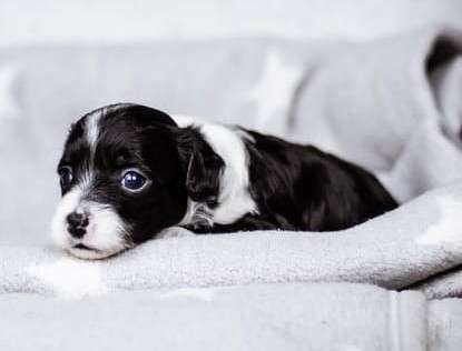 Healing Power Black Jack