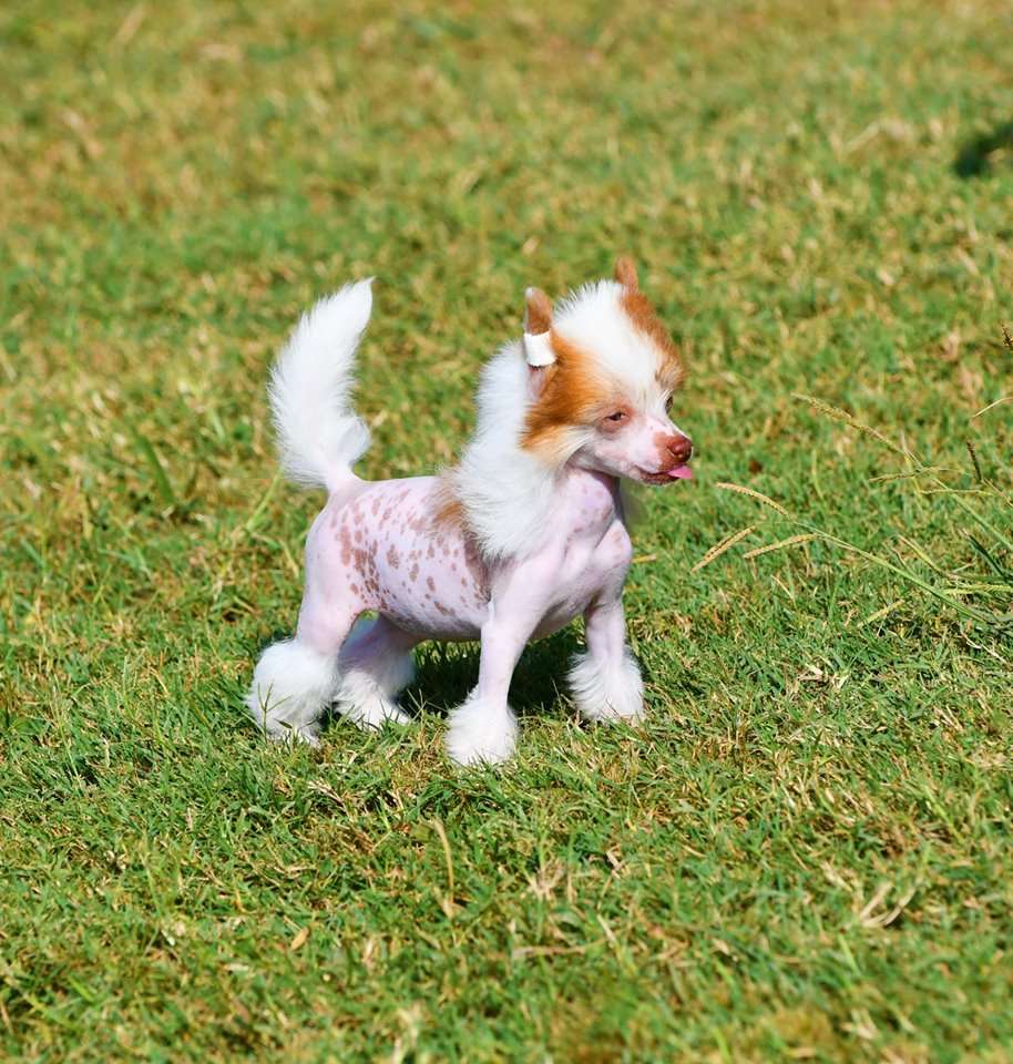 Little Dog Of Dream Paillette