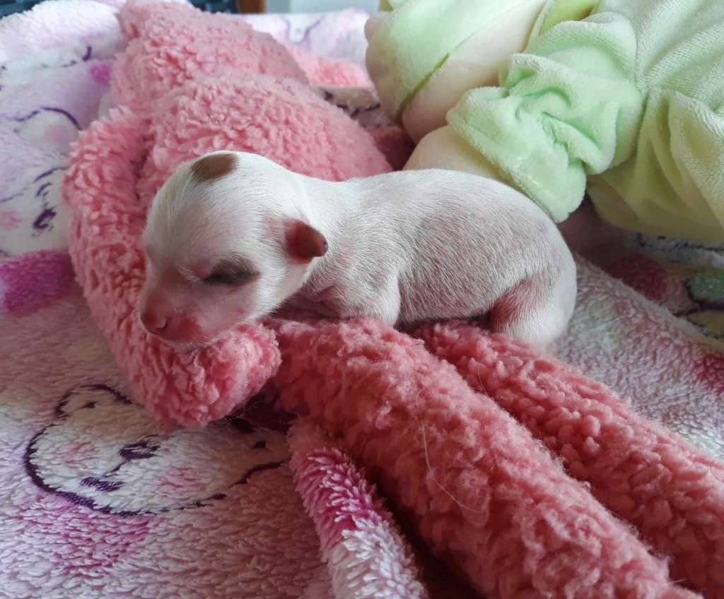 Little Dog Of Dream Polly