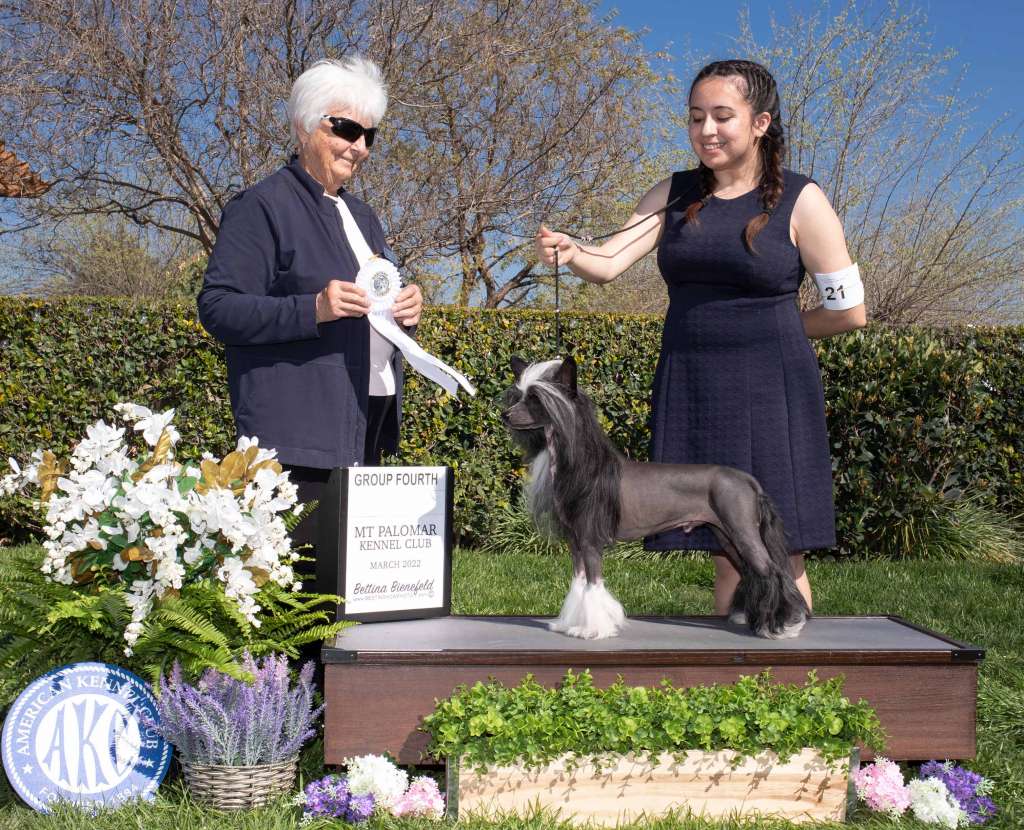 Bingo Planet Of Dream