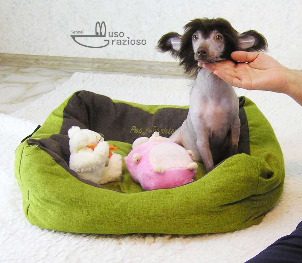 Muso Grazioso Super Boris