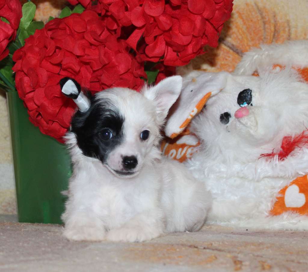 Charuyuschiy Soblazn Northern Lights