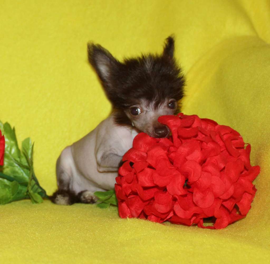 Charuyuschiy Soblazn Narine Oriental Beauty