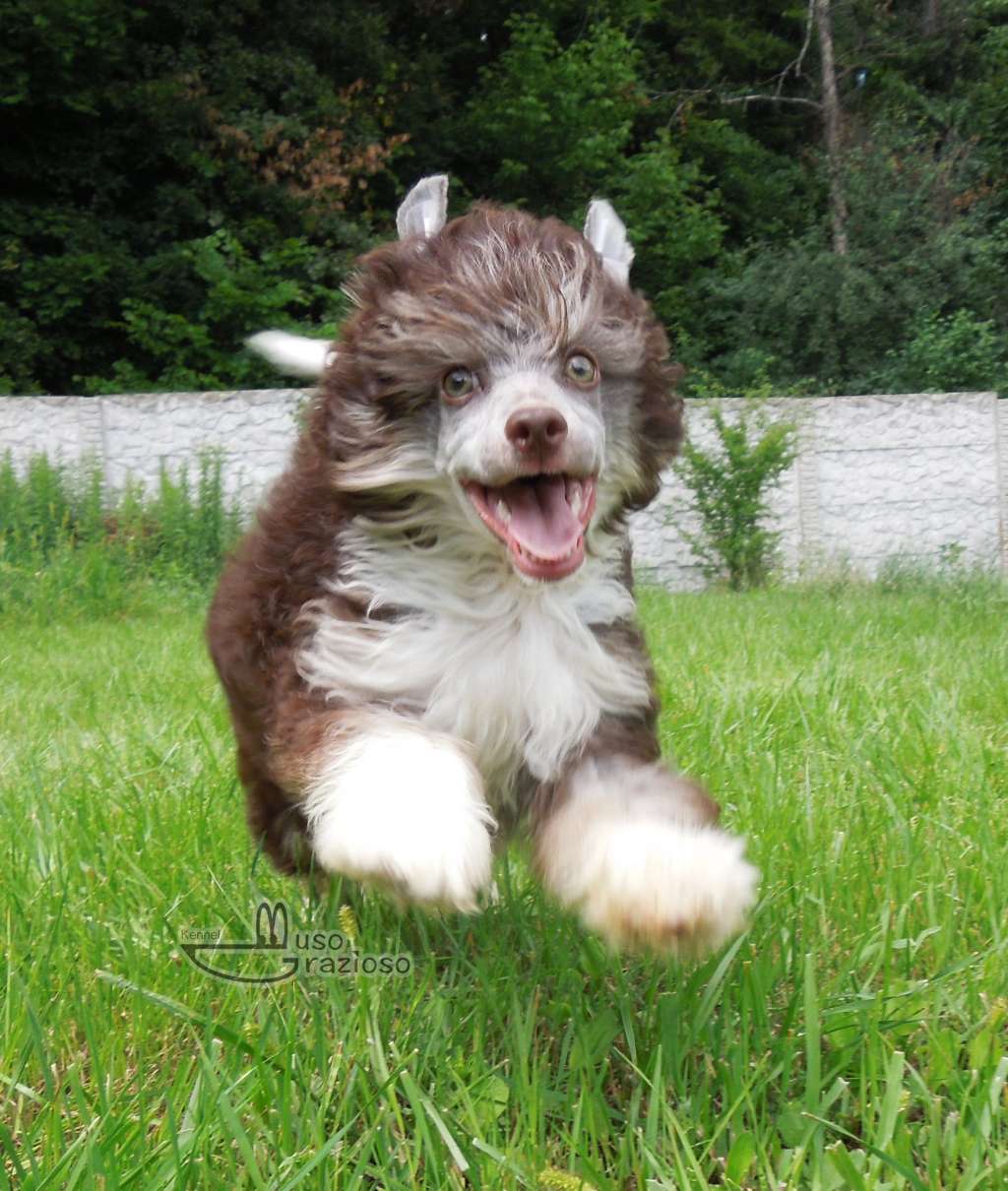 Muso Grazioso Max Deep in My Heart