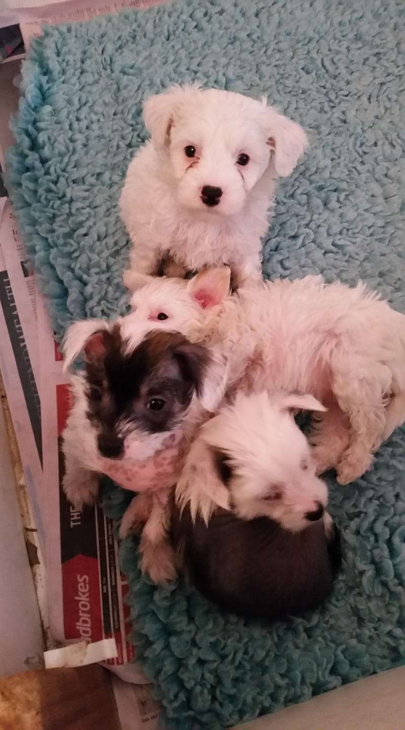 Xioma The North Remembers (AI)