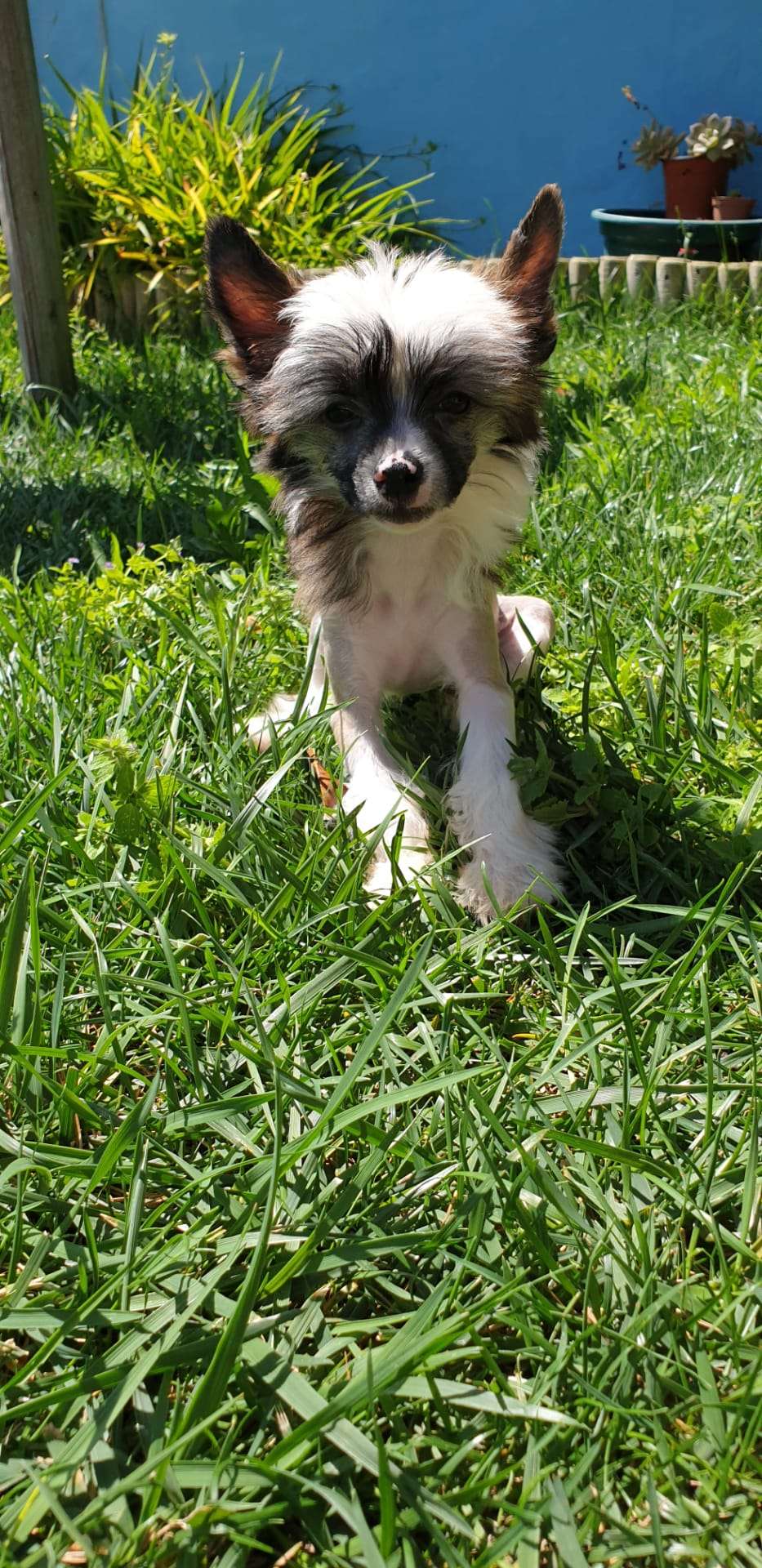 Petit Gateau Of CayoCarpo