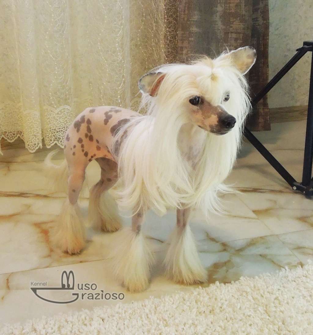 Bella Constanta Evangelista