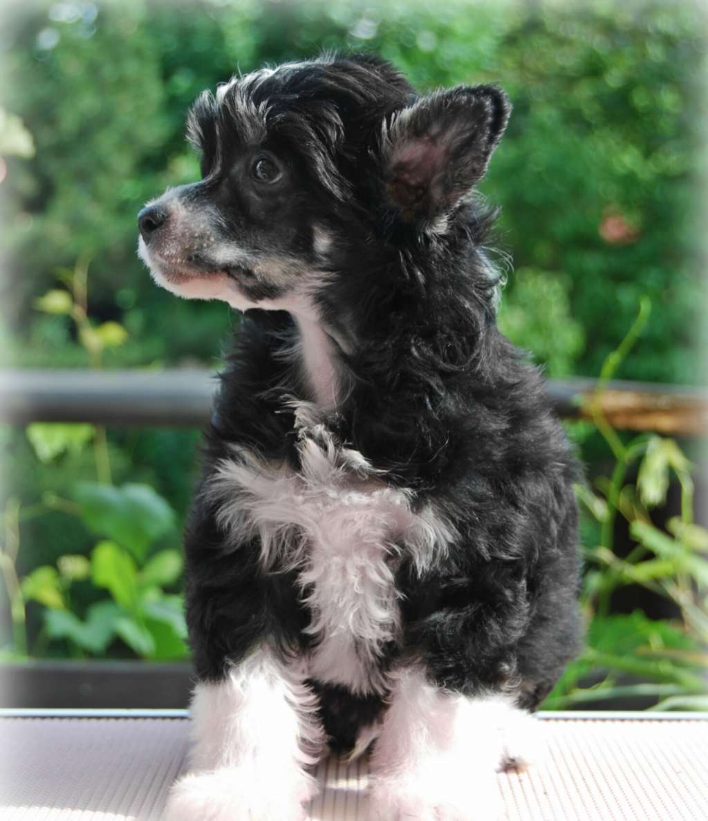 Texas Hold'em Juna Dogs Fci