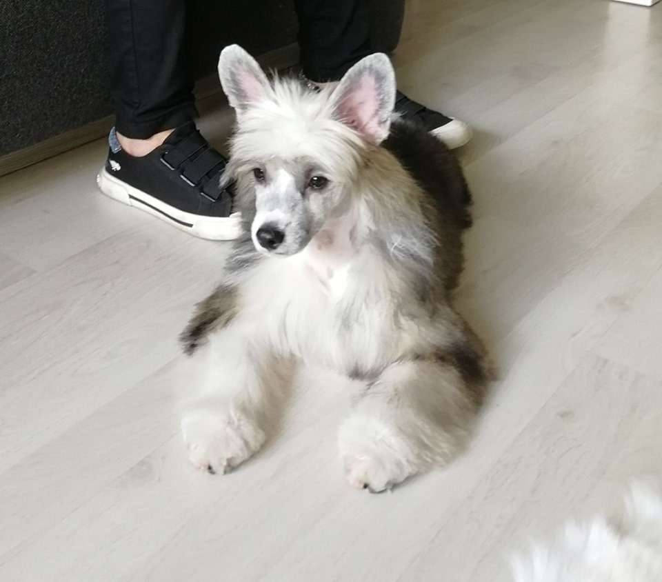 Tobacco King Juna Dogs Fci