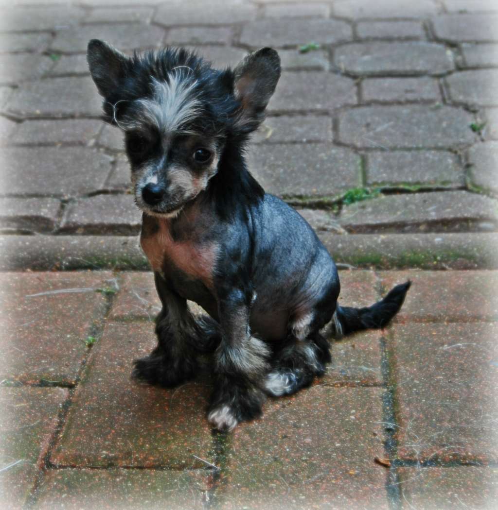 Tennessee Whiskey Juna Dogs Fci