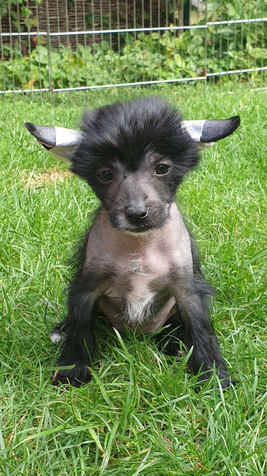 Alica Mia Vita Felicita