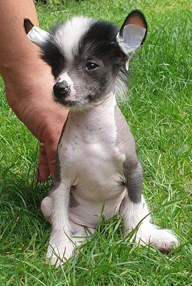 Antonietta Mia Vita Felicita