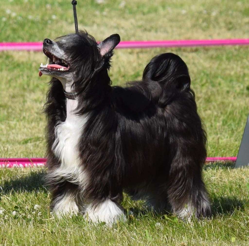 Artic Flyer's Million Reasons