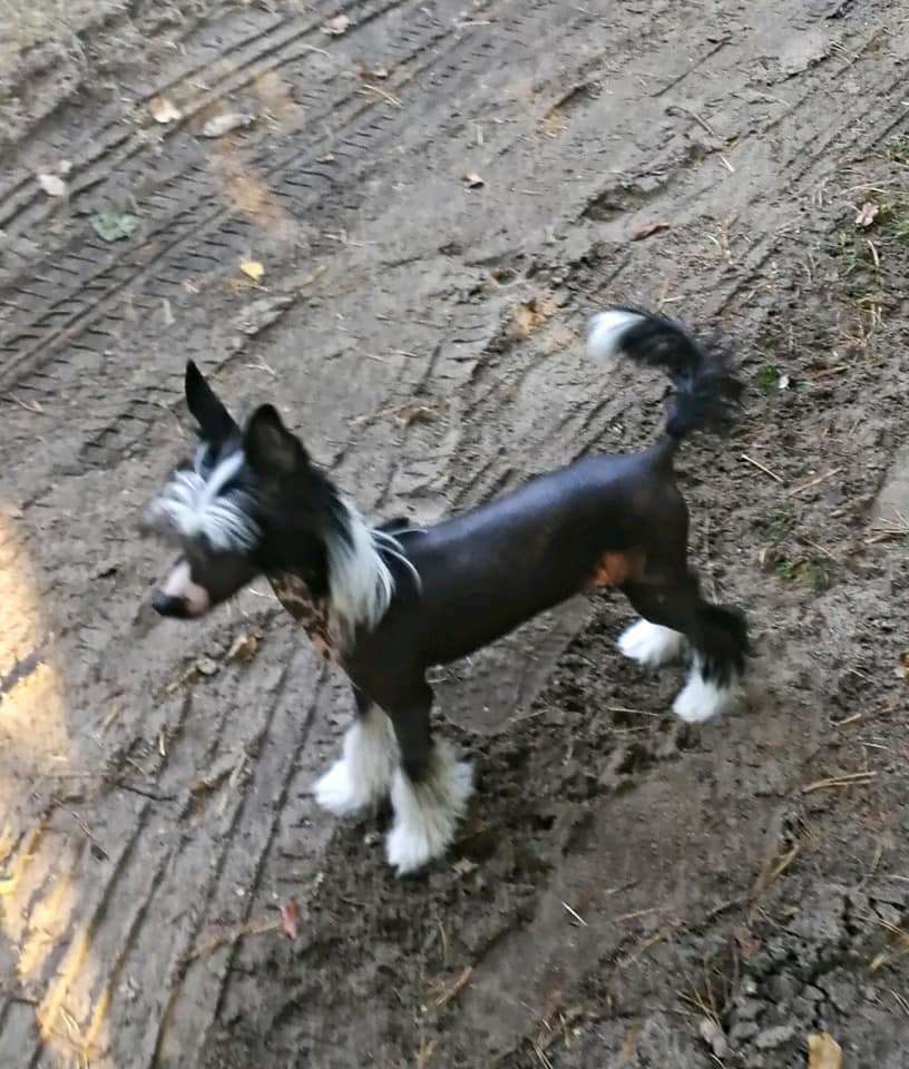 My Sweet Miracle Aspera Astrum