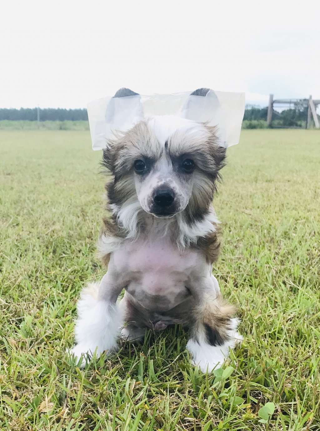 Magic Cresteds Victorioso Gucci