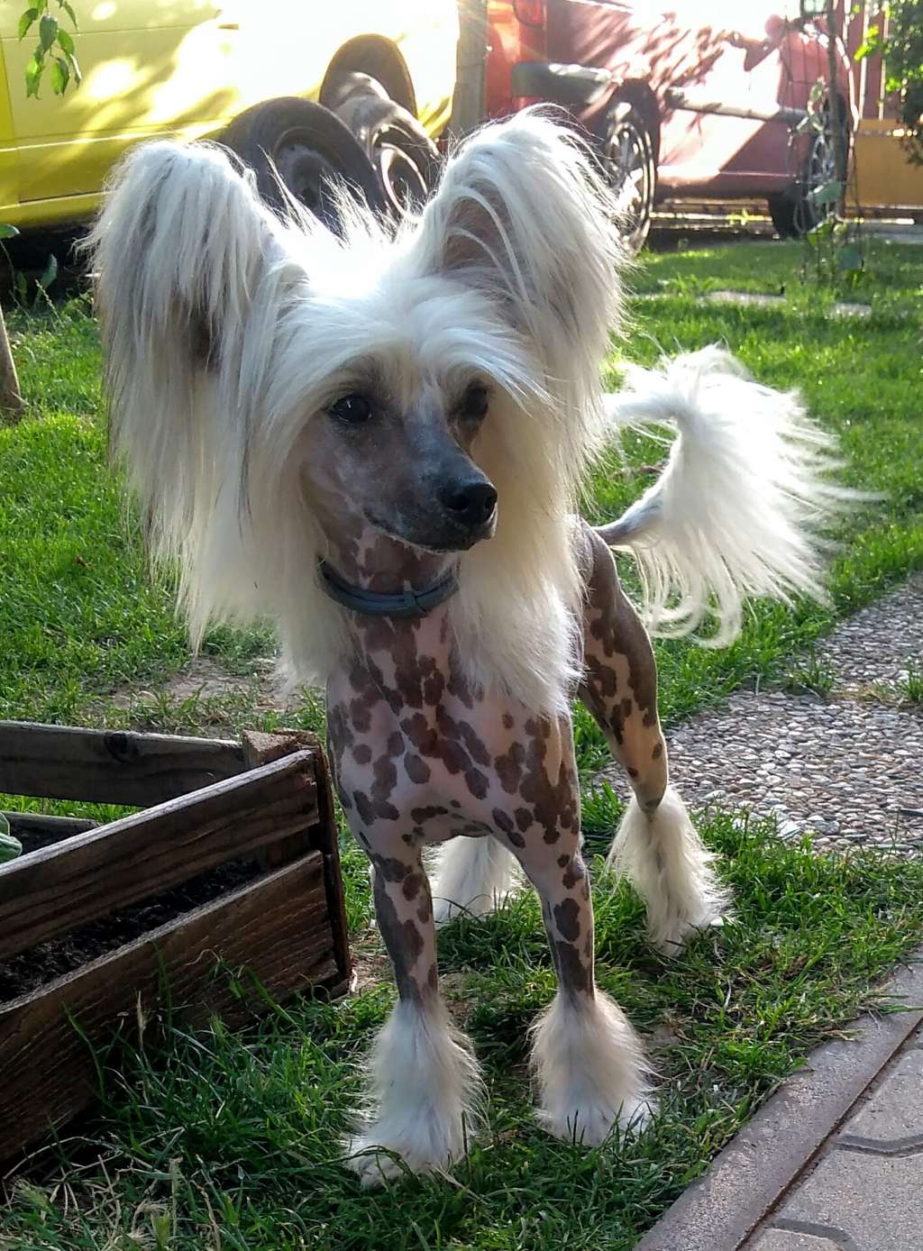 Azazel Amon Haneli Nice