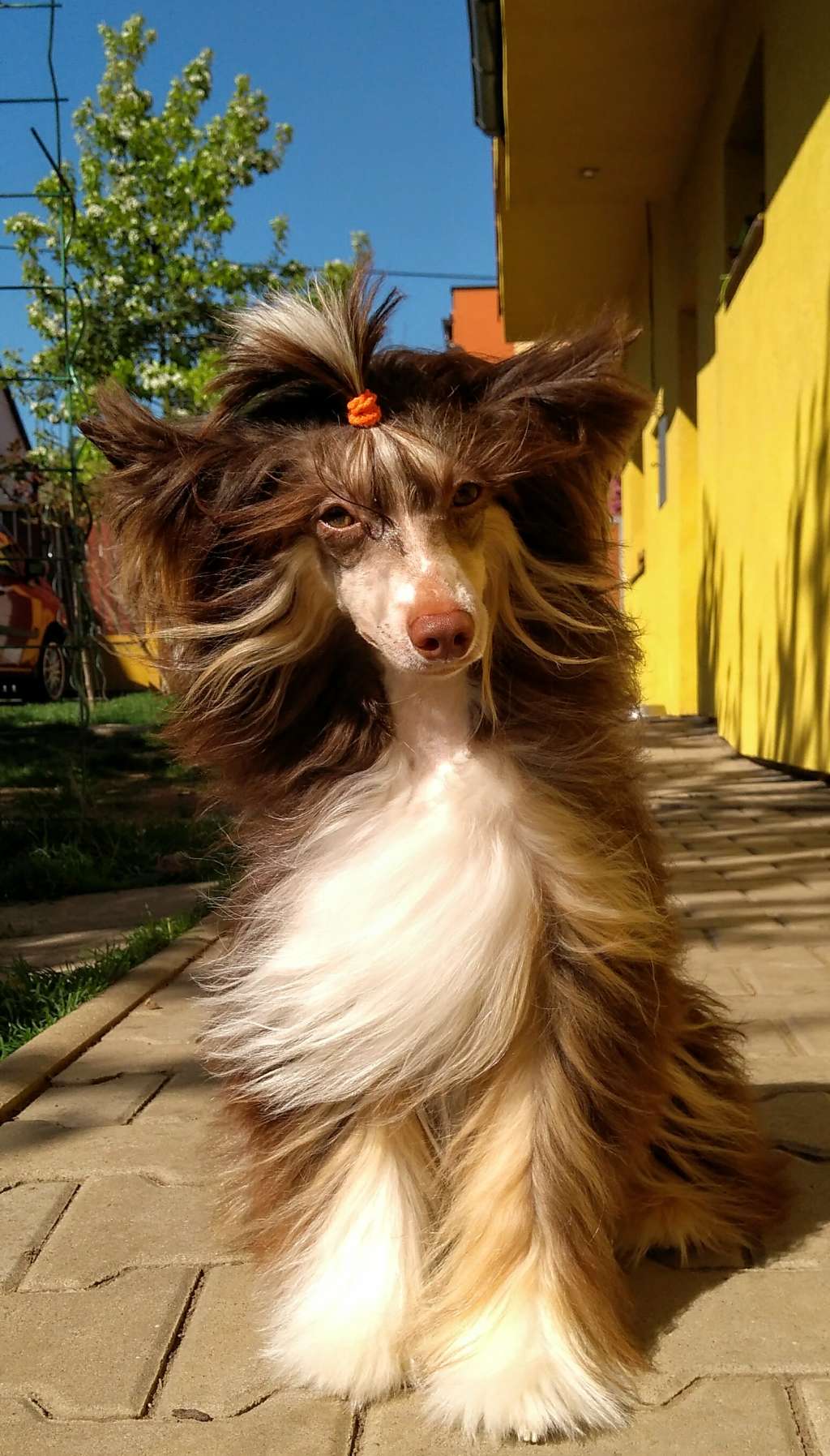 Barbas Brownie Haneli Nice