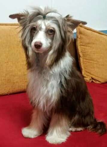 Baboo Bixie Haneli Nice