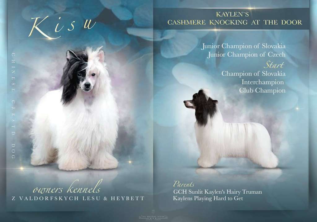 Kaylen's Cashmere Knocking at The Door