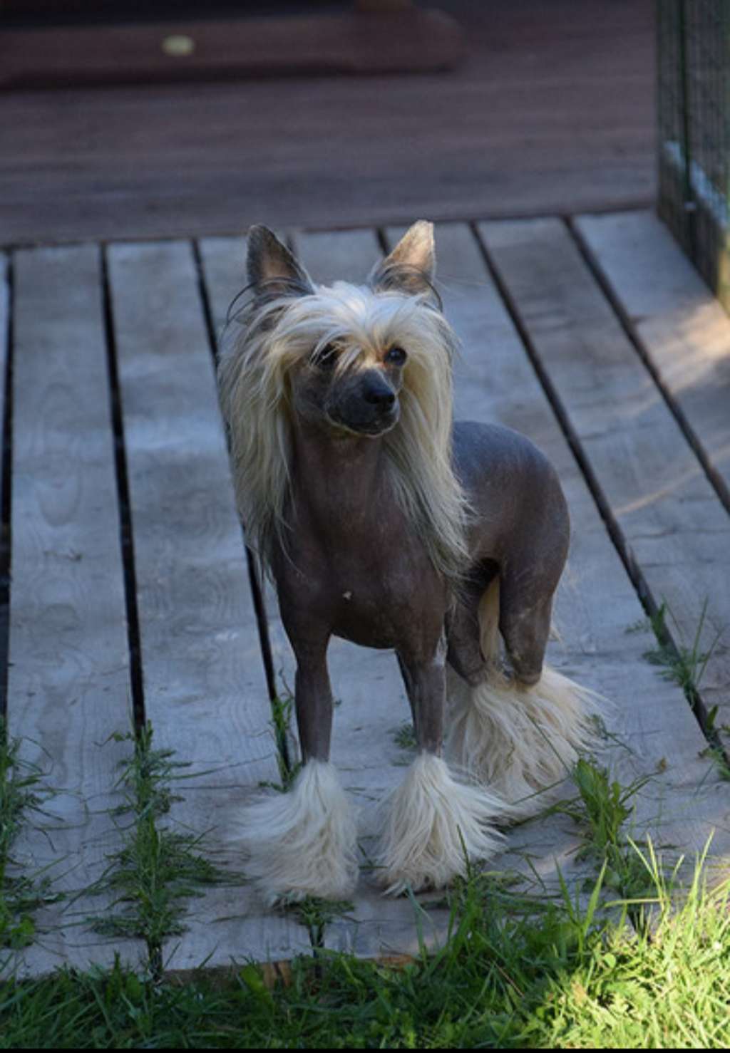 Lorita Star Neobyknovennaya Radost'