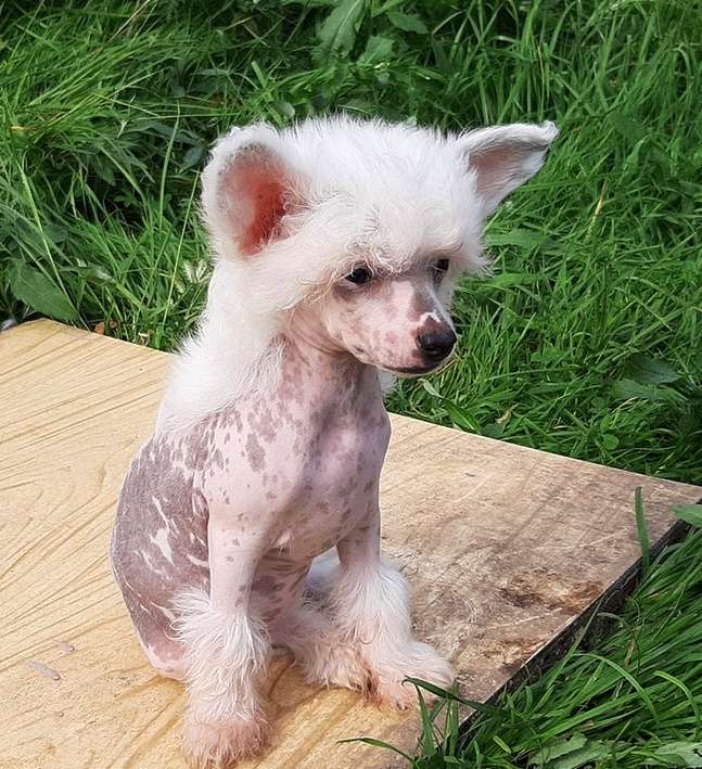 Angel O' Check Charovniza