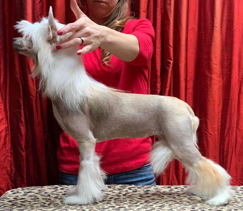 The Lion Lady's Serengeti Savanna