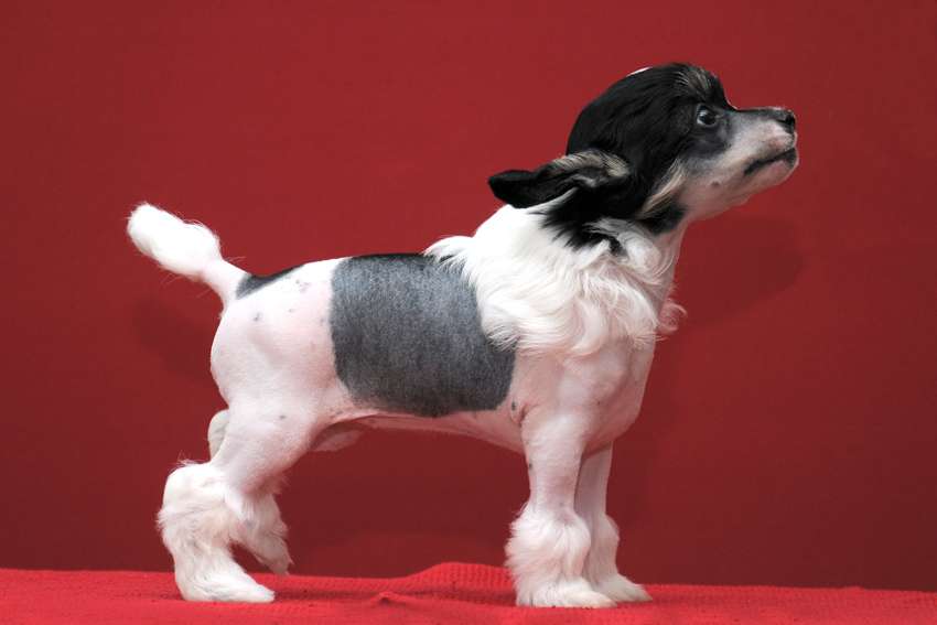 Practical Hero Xiomara