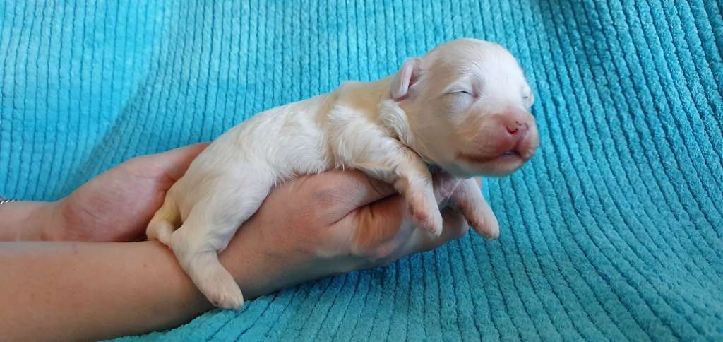 Practical Hero Walking Alien