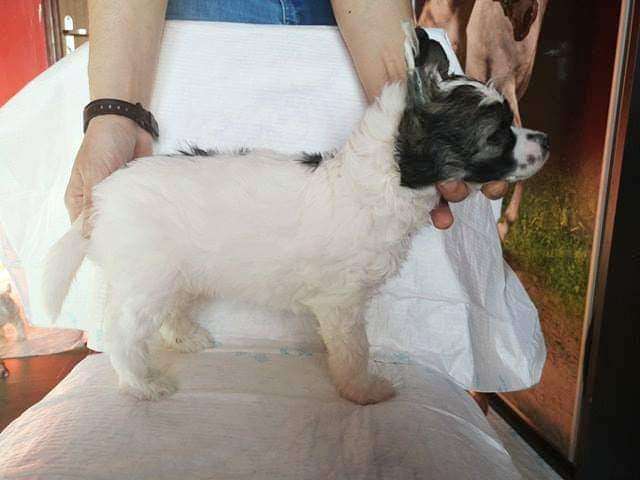 Like Arlekin in Demon Ognia