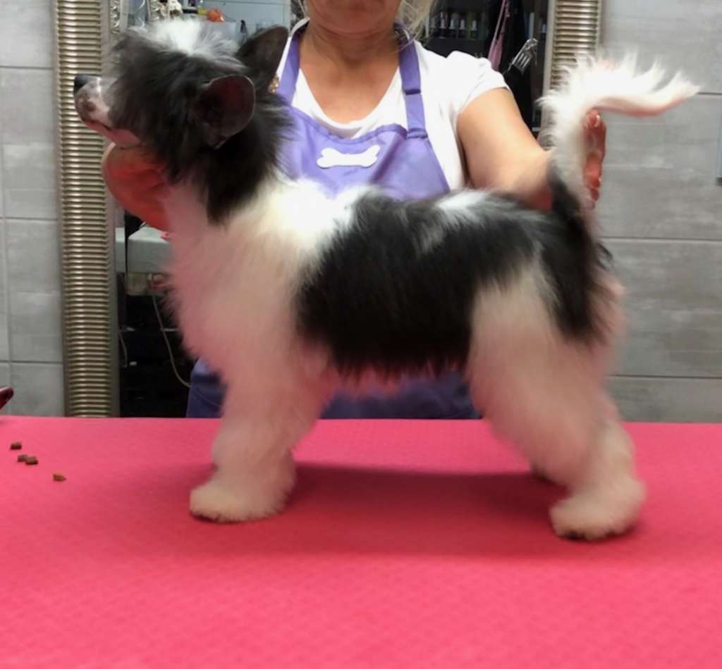 Kung Fu Panda Caramella's Family