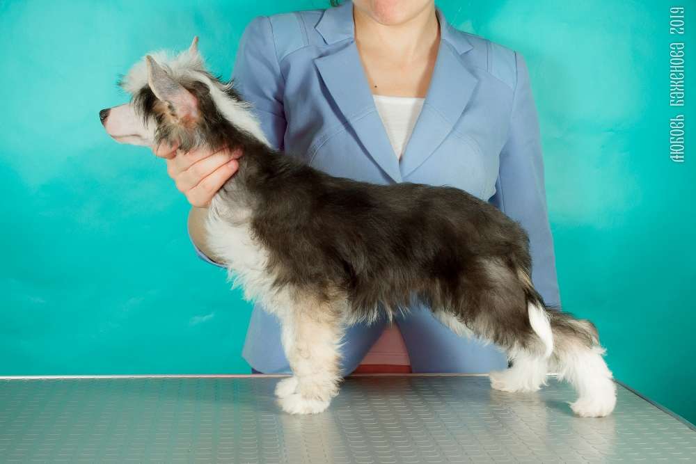 Grand Passage Crassus