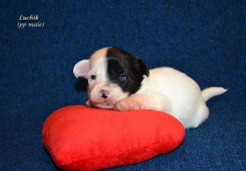 Feeriya Magic Luchik