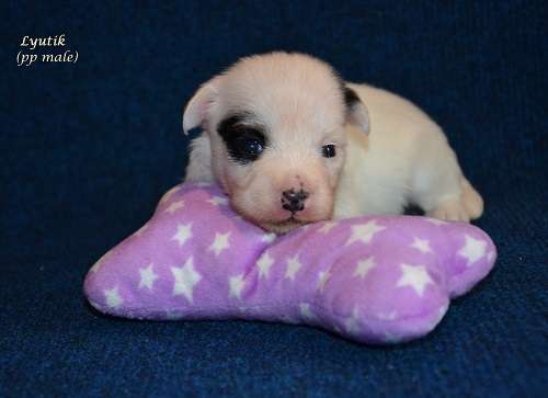 Feeriya Magic Lyutik