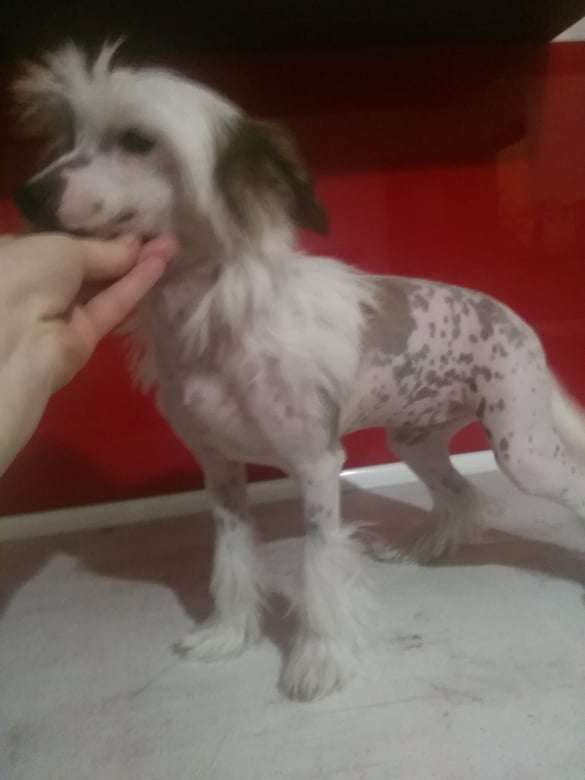 Zefiryna Exotic World FCI