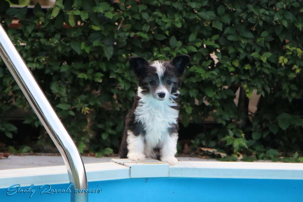 Stocky Rascals Summer Sunshine