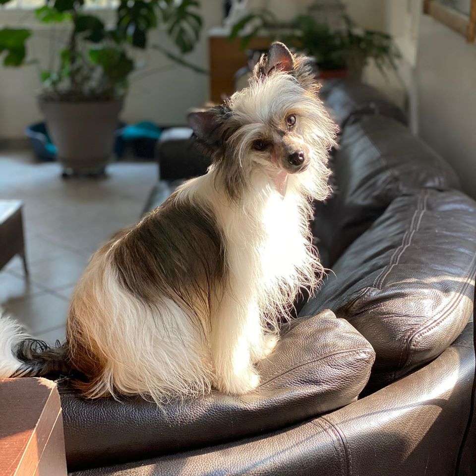 Panamera Little Champs