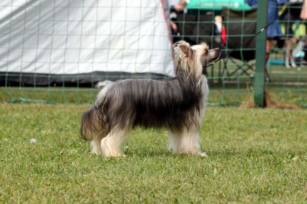 Sasquehanna (fci) Erasmus