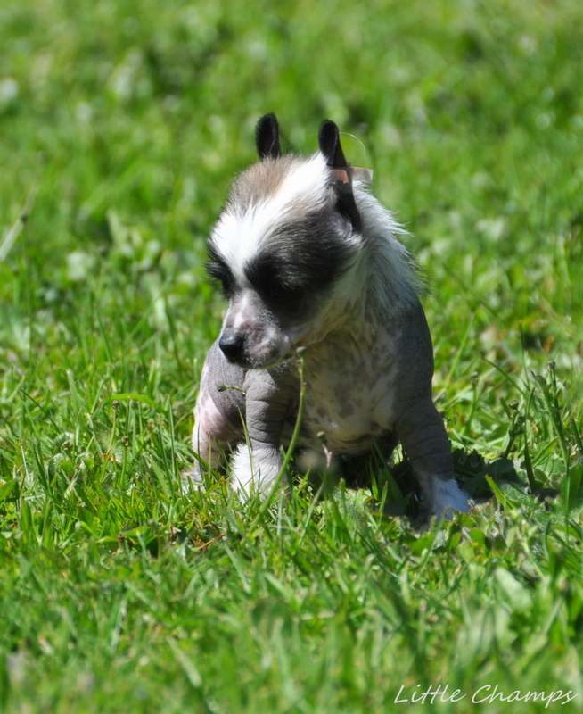 Pomme d'api Little Champs