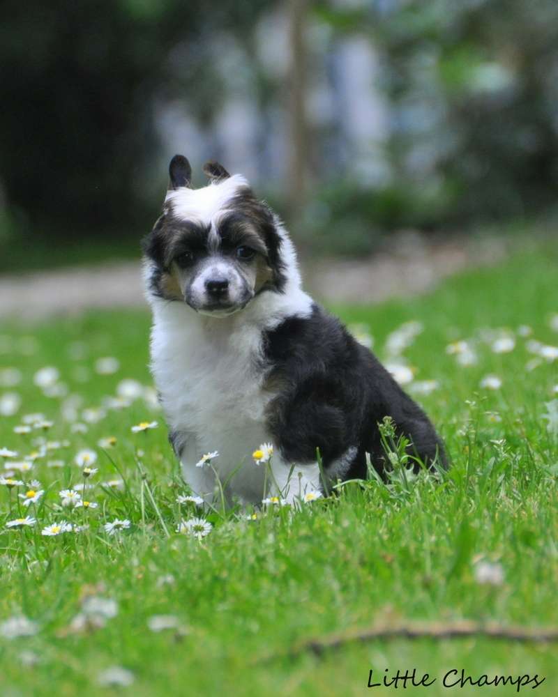 Port-Louis Little Champs