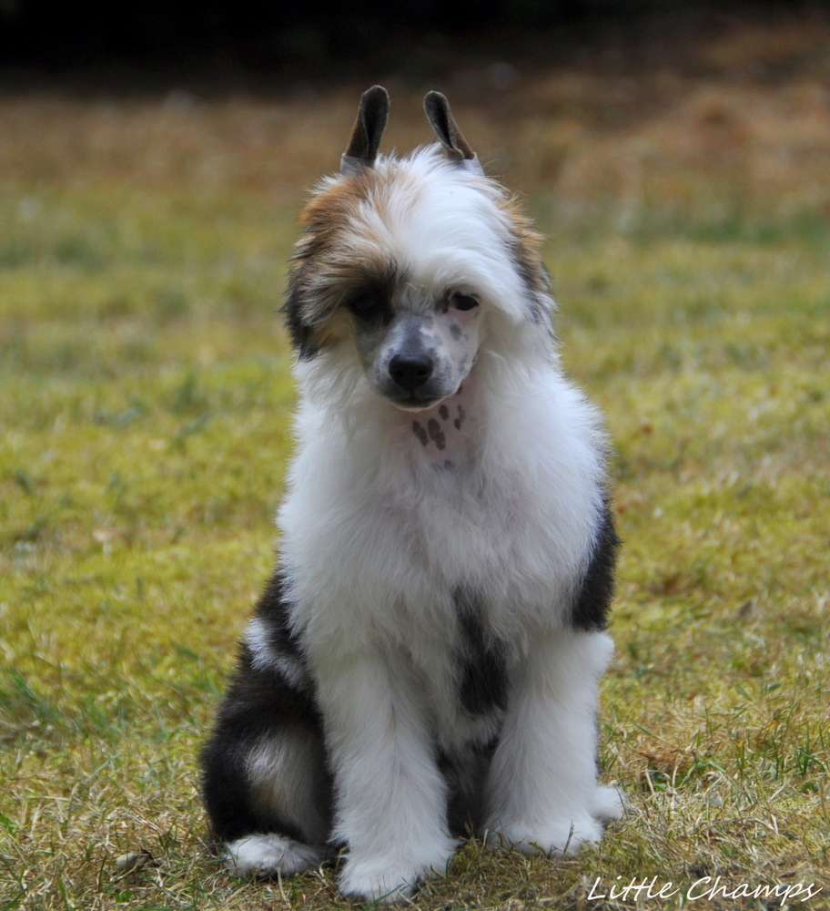 Pointe à Pitre Little Champs