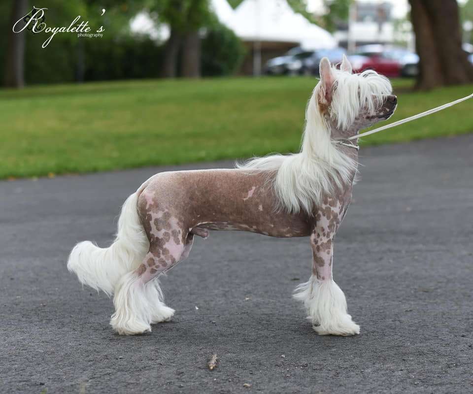 Allegranden Jotain Niin Oikeaa