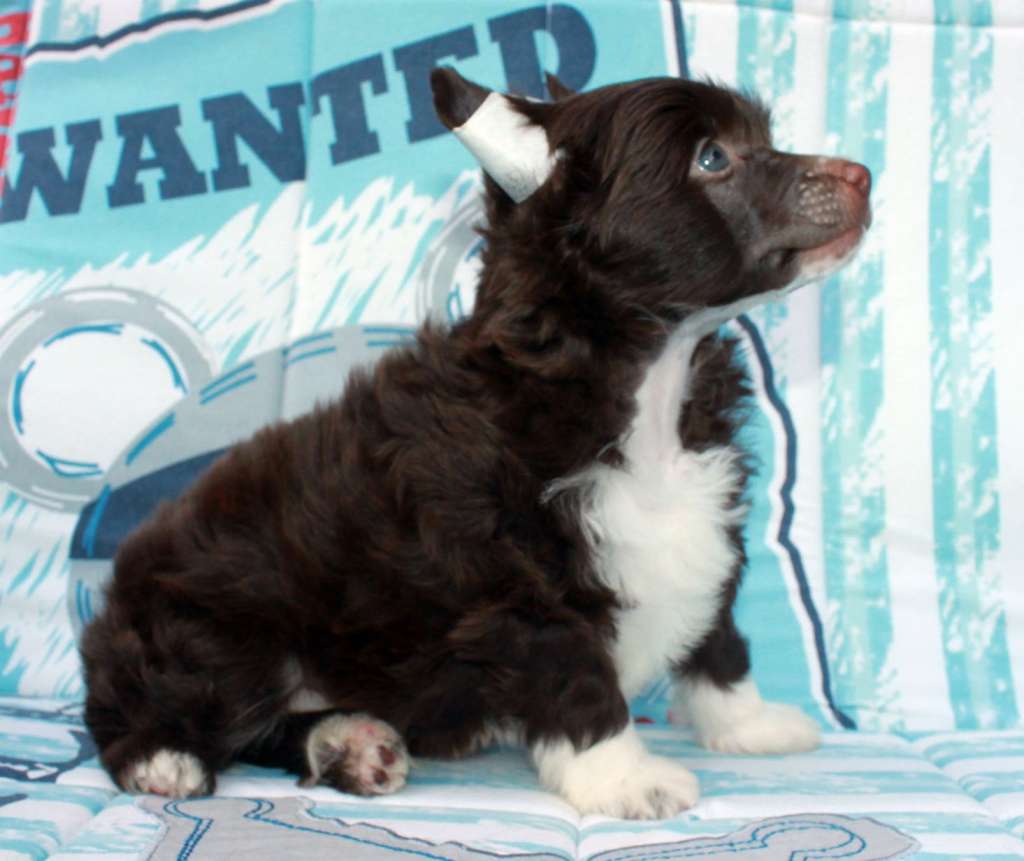 Xander The Great iz Clana Timurlana