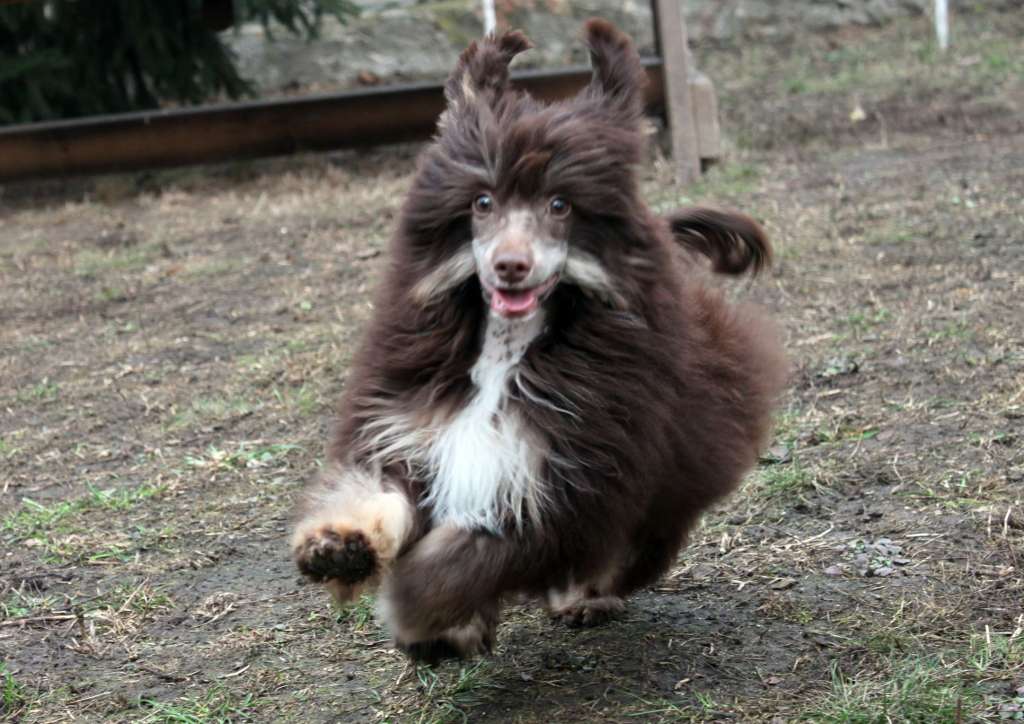 Xavier Bear Regal iz Clana Timurlana