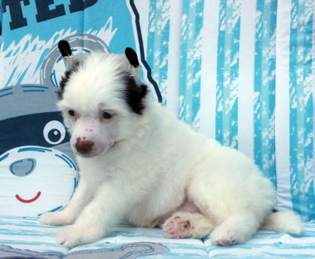 Xiaomi Raisin iz Clana Timurlana