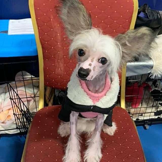 Konishiki Betula Pendula